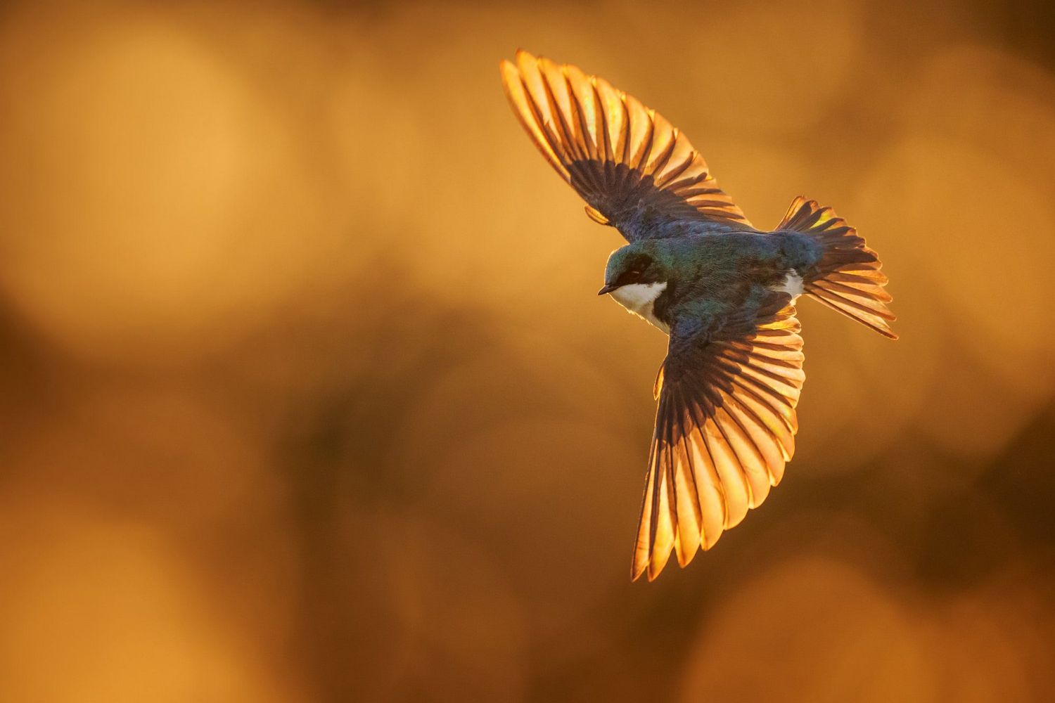 Environment Impacts on Landbirds